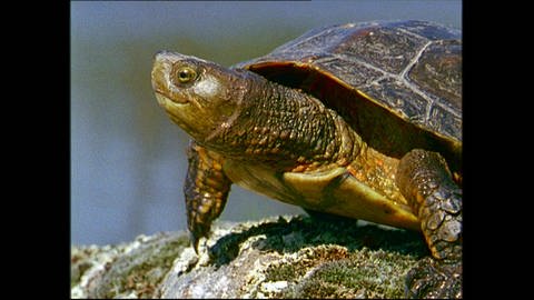 Die kaspische Wasserschildkröte (Foto: SWR)