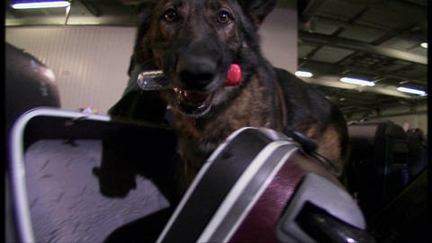 Super Sniffers - Detection Dogs (Foto: SWR / WDR)