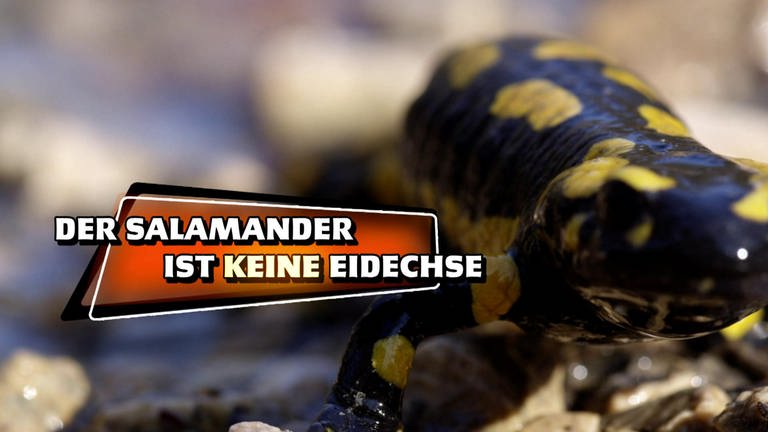 Der Salamander ist keine Eidechse · Das kleine 1x1 der Artenkunde (Foto: SWR)