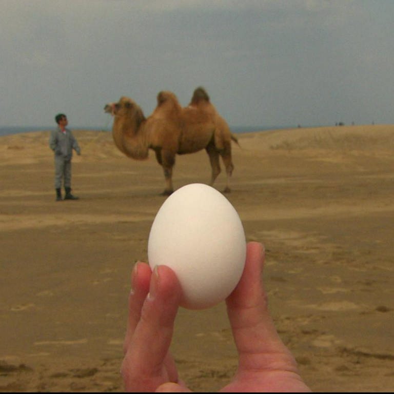 Eine Hand hält ein Ei in die Luft, dahinter steht ein Kamel in der Wüste. (Foto: SWR - Screenshot aus der Sendung)