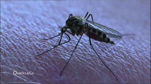 Gefährliche Mücken?:  Die Überträger von Zika, Dengue & Co. · Quarks bei Planet Schule (Foto: WDR)