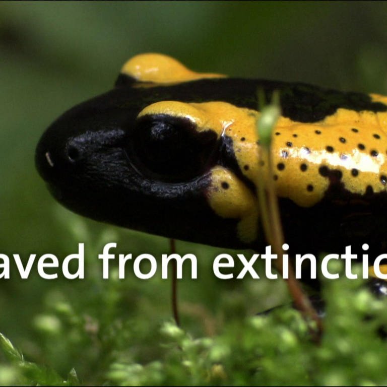 Saved from extinction (Foto: SWR)