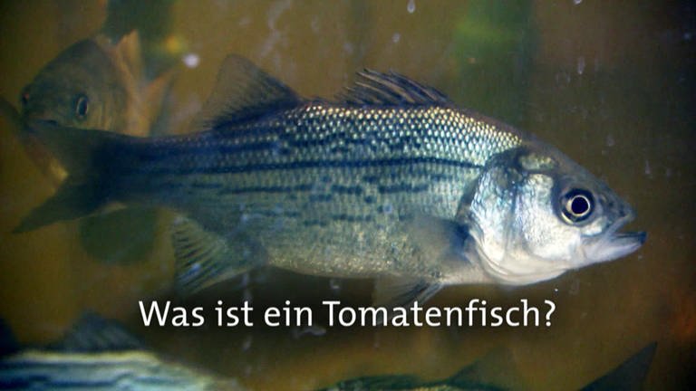 Was ist ein Tomatenfisch? · Frage trifft Antwort (Foto: SWR)