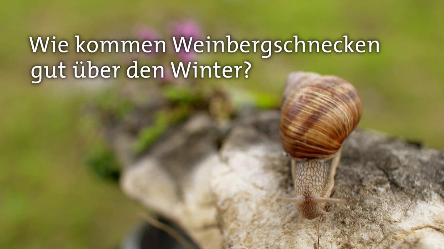 Wie kommen Weinbergschnecken gut über den Winter? · Frage trifft Antwort (Foto: SWR)