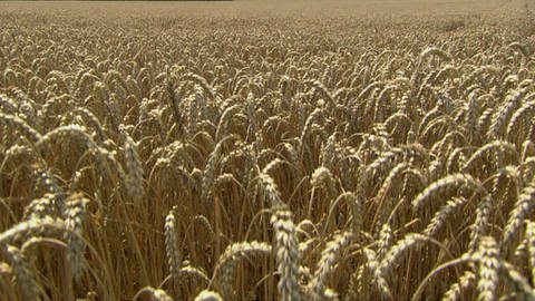 Wie wird aus Weizen Mehl? · Frage trifft Antwort (Foto: SWR)