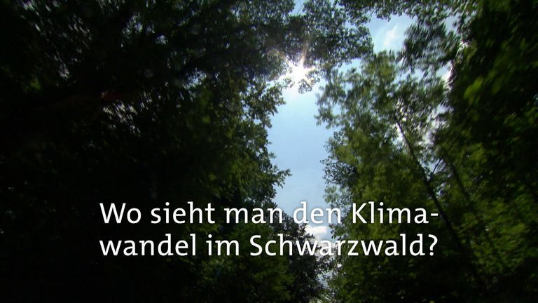 Wo sieht man den Klimawandel im Schwarzwald? · Frage trifft Antwort (Foto: SWR)