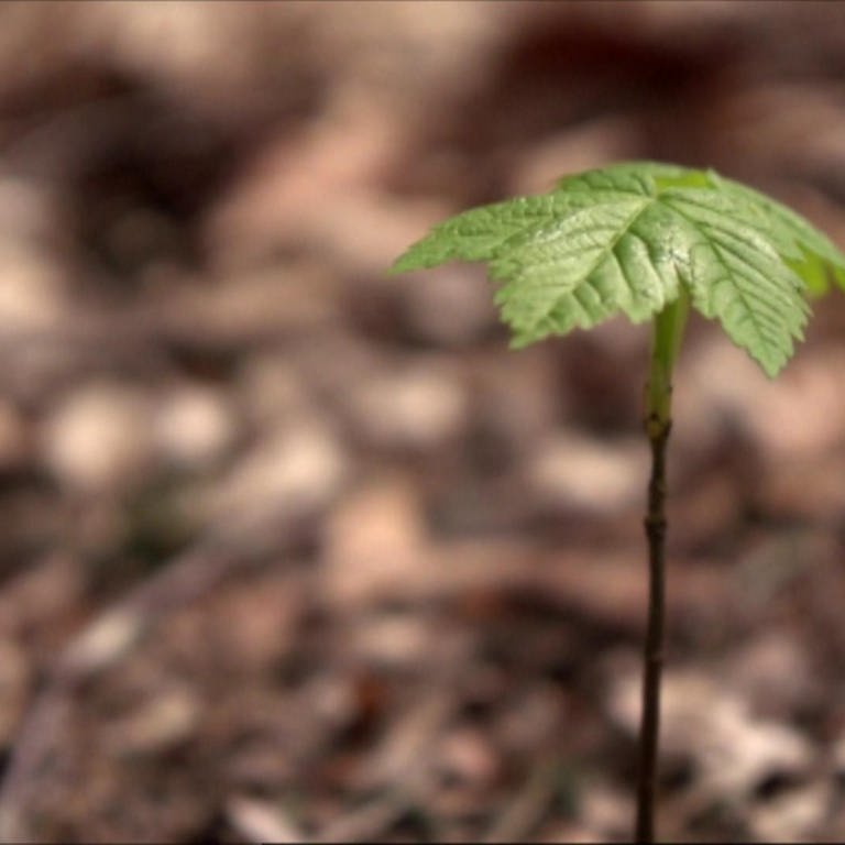 Ein Baum Sprössling wächst auf dem Waldboden.  (Foto: WDR)