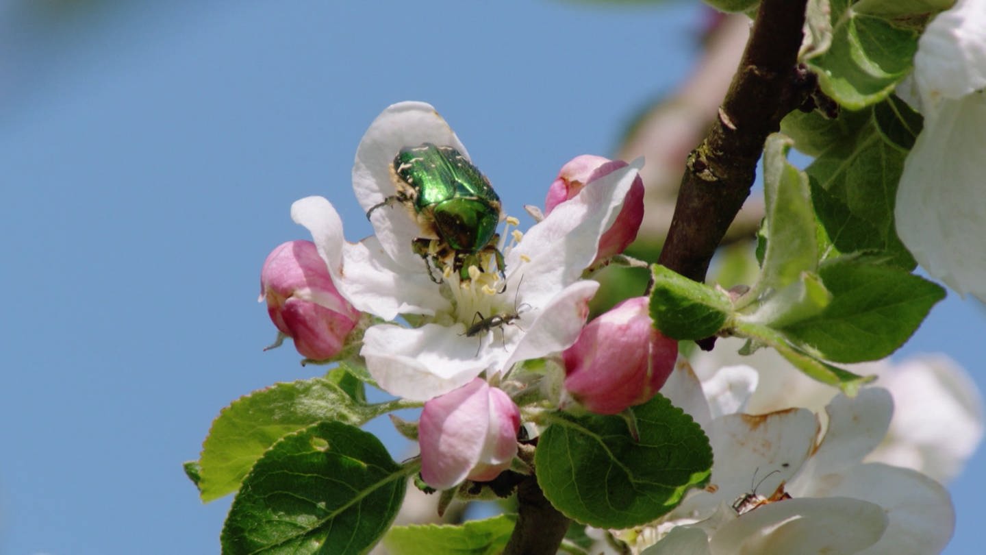 Ein großer Käfer sitzt auf einer Apfelbaumblüte. (Foto: SWR, SWR)