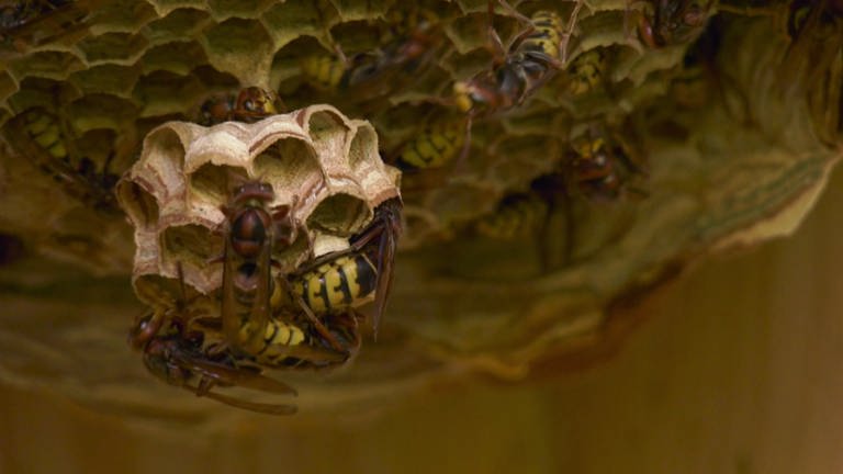 Mehrere Hornissen krabbeln über die Außenseite eines Nests und arbeiten daran. (Foto: SWR, SWR)