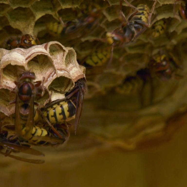 Mehrere Hornissen krabbeln über die Außenseite eines Nests und arbeiten daran. (Foto: SWR, SWR)
