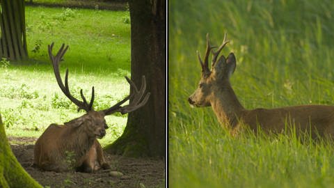 Eine Montage von einem Hirsch und einem Rehbock nebeneinander. (Foto: SWR, SWR)