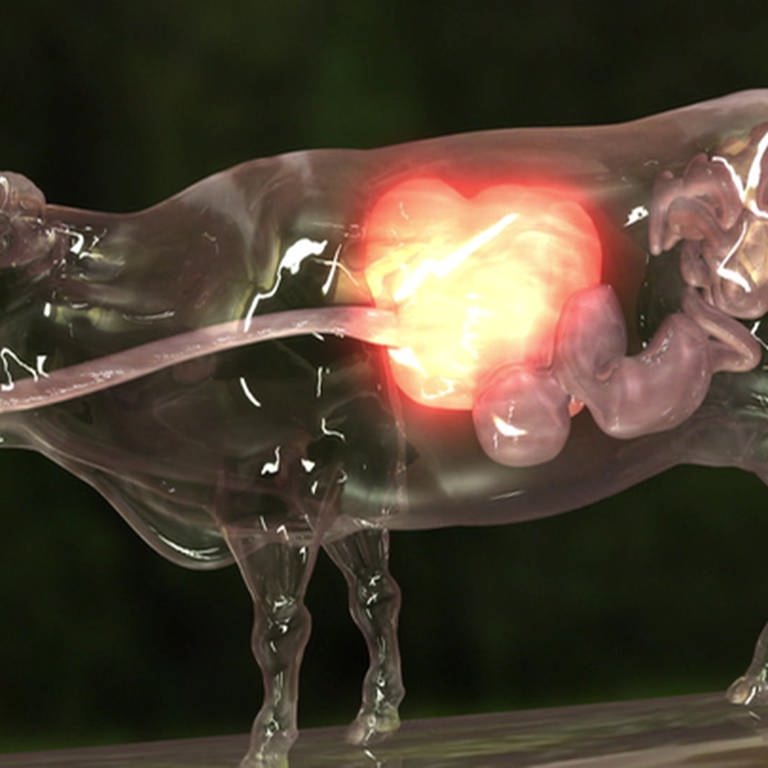 Animation des Innenlebens einer Kuh, in der die verschiedenen Mägen sichtbar sind. (Foto: SWR, SWR)