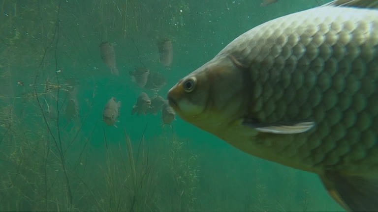 Ein Fisch schwimmt sehr nahe vor der Kamera ins Bild. (Foto: SWR, SWR)