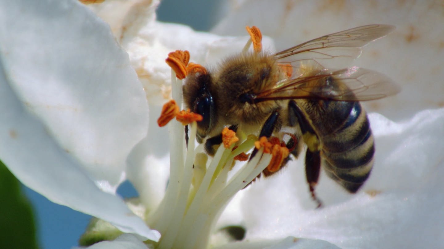Eine Biene sitzt auf einer Blüte. (Foto: SWR)