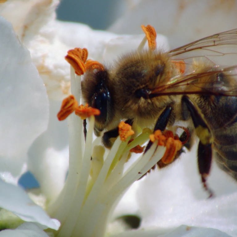 Eine Biene sitzt auf einer Blüte. (Foto: SWR)