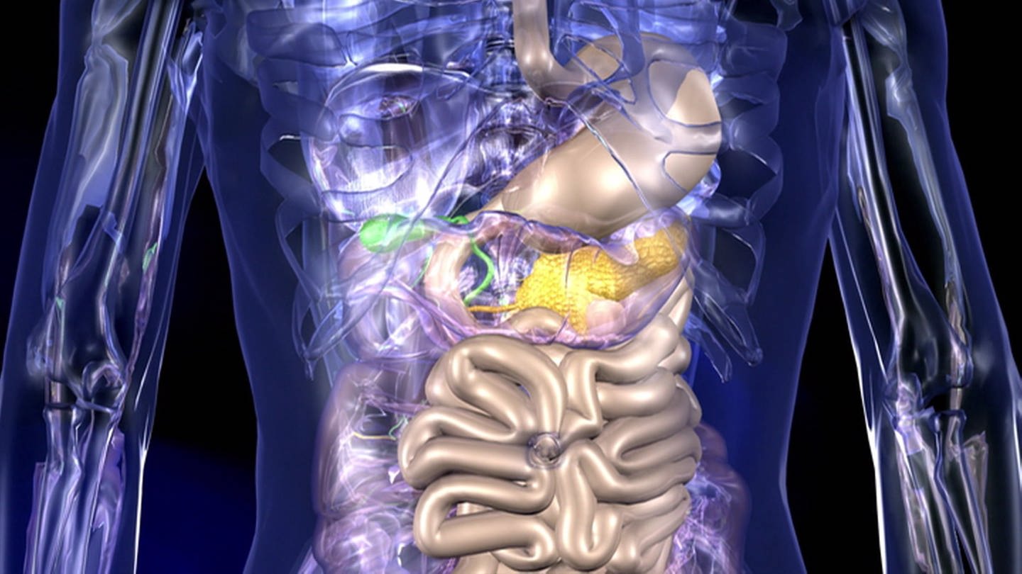 CG-Animation eines durchsichtigen Körpers, in dem Verdauungsorgane hervorgehoben sind. (Foto: SWR)