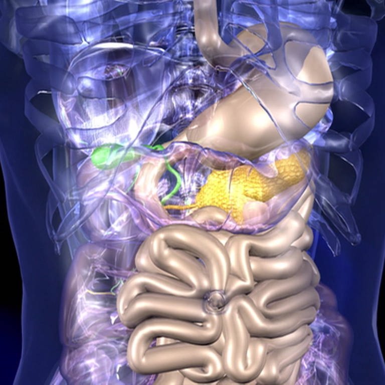 CG-Animation eines durchsichtigen Körpers, in dem Verdauungsorgane hervorgehoben sind. (Foto: SWR)