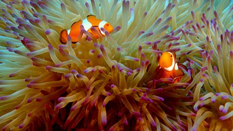 Fortpflanzung im Meer · Tiere und Pflanzen (Foto: SWR)