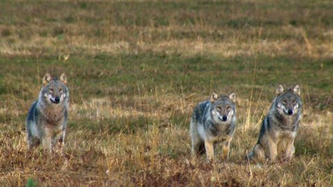 Familie Wolf: Gefährliche Nachbarn? (Foto: WDR)