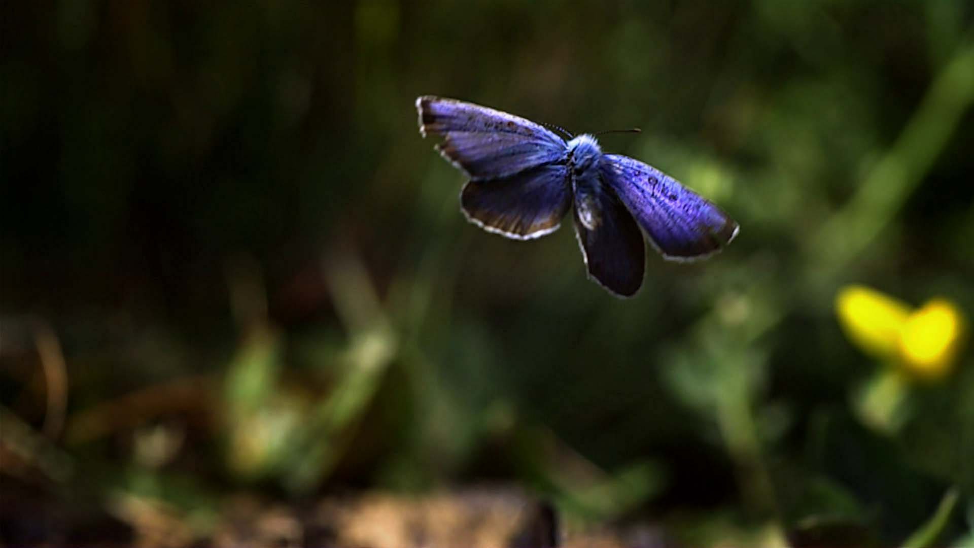 Wie fliegen Schmetterlinge? · Frage trifft Antwort (Foto: SWR)