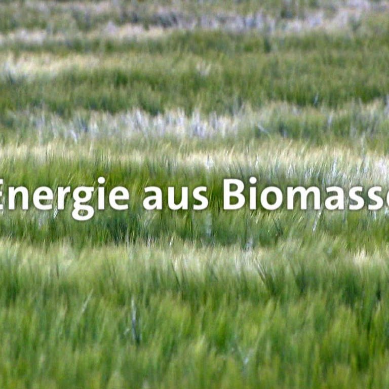 Energie aus Biomasse · total phänomenal (Foto: SWR)