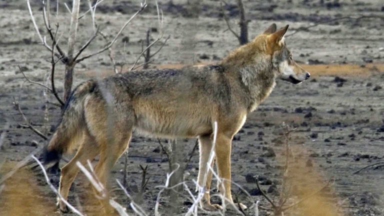 Ein Wolf hält Ausschau nach Beute. (Foto: SWR, SWR)