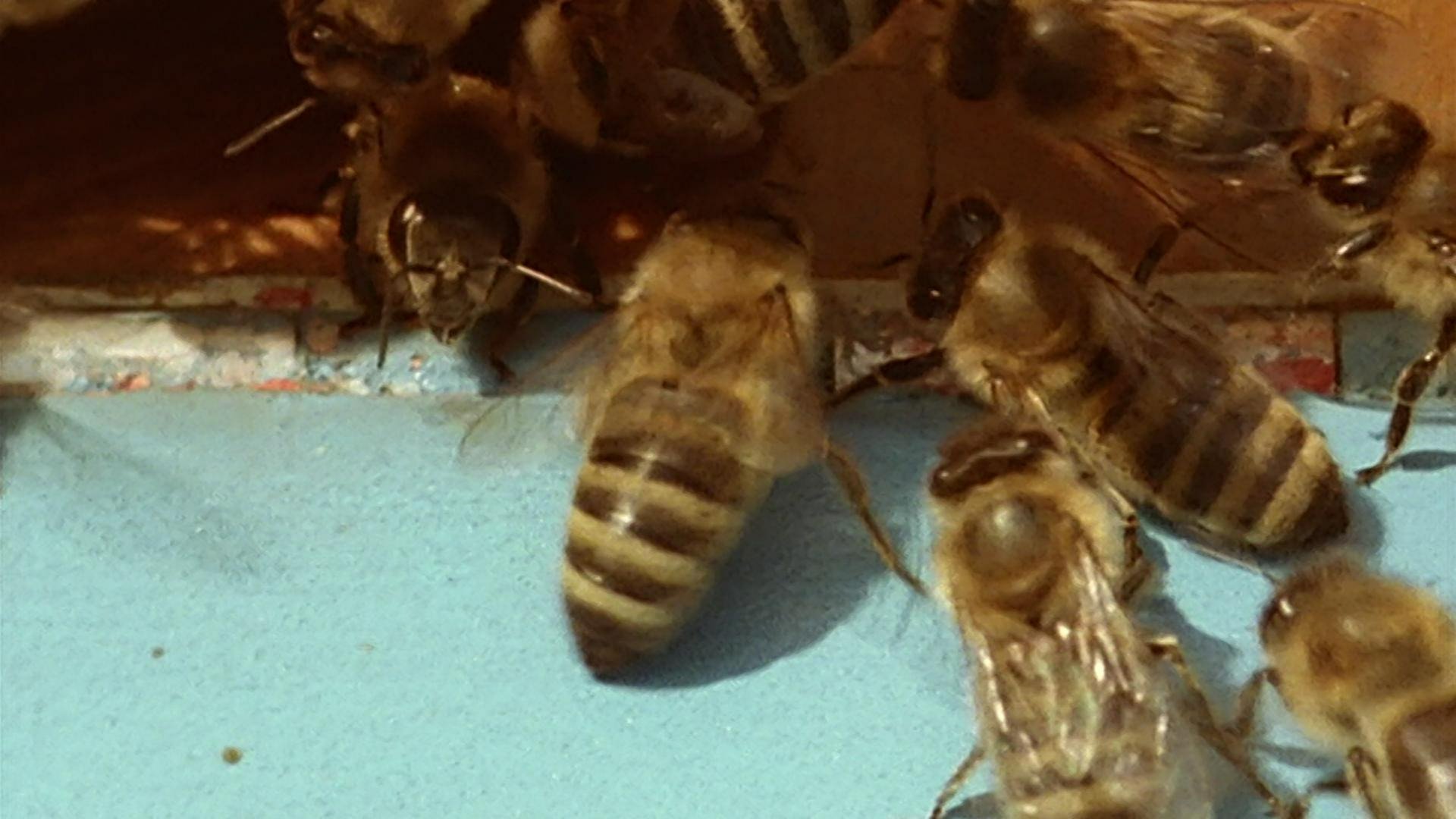 Im Staat der Honigbienen · Tiere und Pflanzen (Foto: SWR)