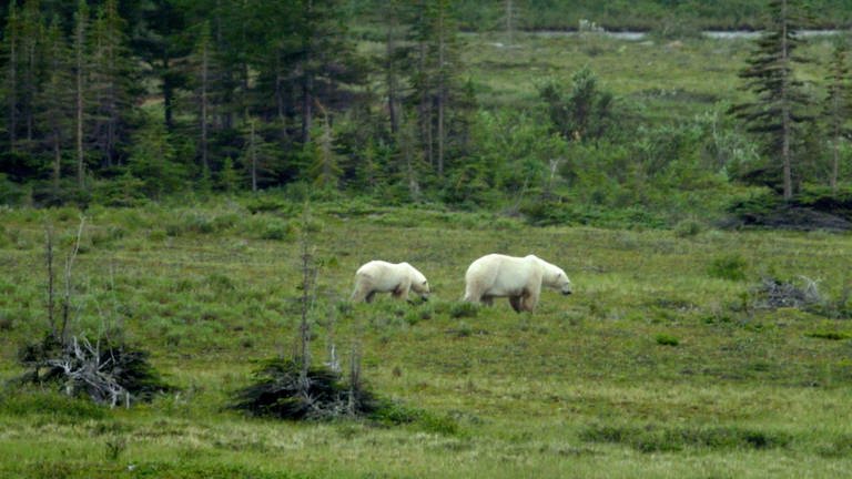 Ein großer und ein kleiner Eisbär laufen durch eine Graslandschaft. (Foto: WDR)