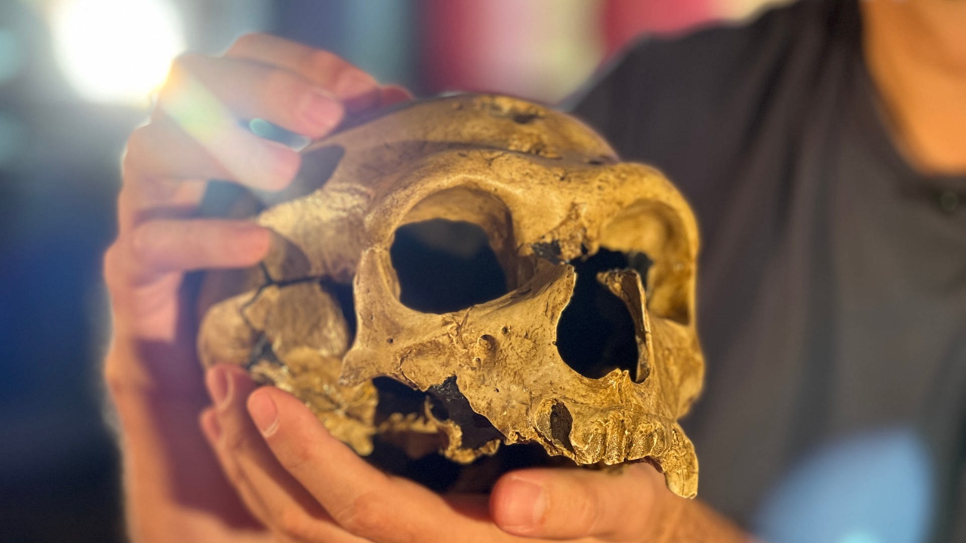 Schädel eines Neandertalers in den Händen eines Wissenschaftlers (Foto: SWR)