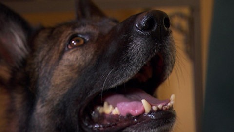 Wie spüren Hunde Drogen auf? · Frage trifft Antwort