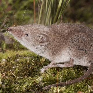 Spitzmaus auf Waldboden, reckt ihre Schnauze nach oben.