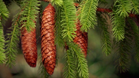 Wie erobern Pflanzen Neuland? · Frage trifft Antwort