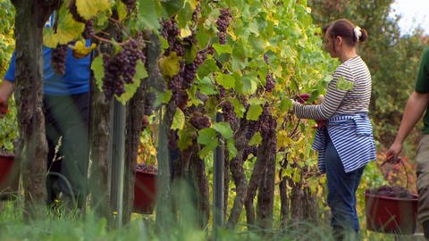 Weinanbau im Pfälzer Vorland
