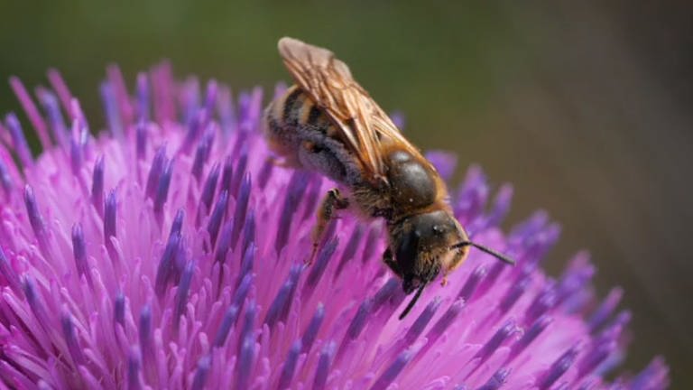 Eine Biene sitzt auf einer lila Blume.