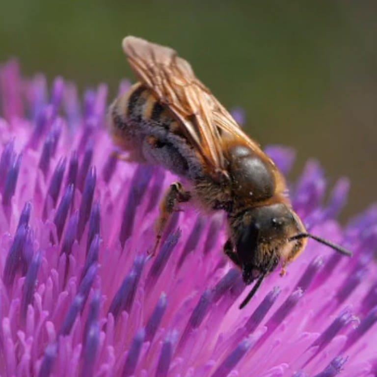 Eine Biene sitzt auf einer lila Blume. (Foto: WDR - Screenshot aus der Sendung)