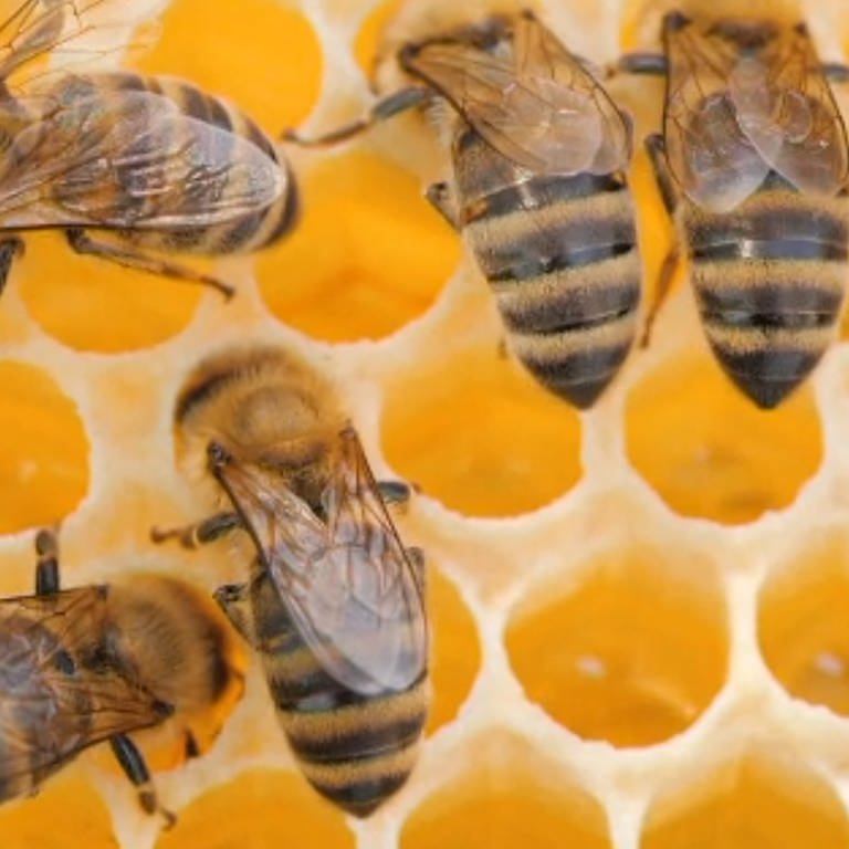 Aufnahme von oben: Bienen sitzen auf gelben Honigwaben. 