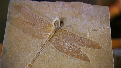 Tierische Flugpioniere