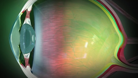 Wie sehen Katzen? · Frage trifft Antwort