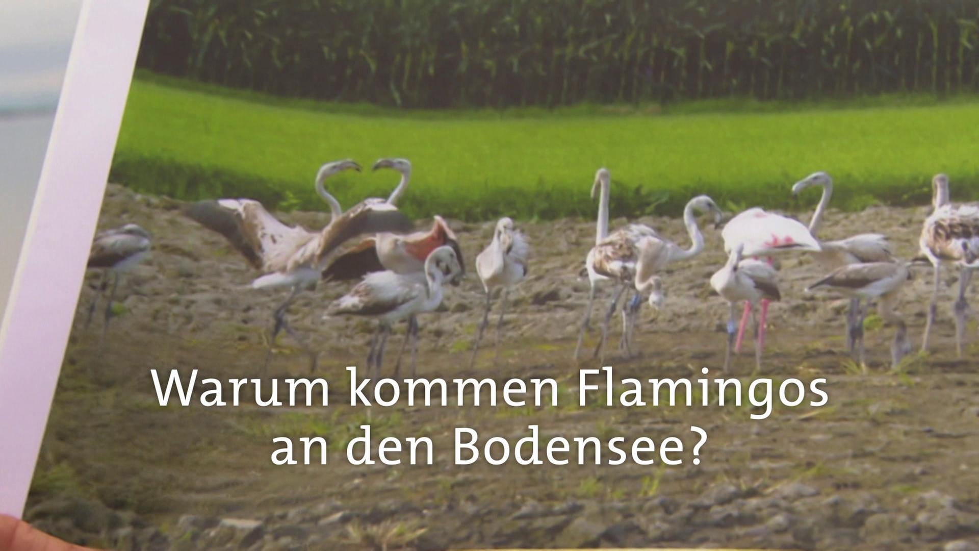 Warum kommen Flamingos an den Bodensee? · Frage trifft Antwort