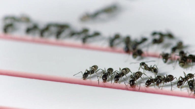 Ameisen: Nie wieder Stau · Vorbild Natur