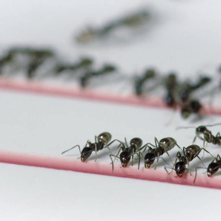 Ameisen: Nie wieder Stau · Vorbild Natur (Foto: WDR)