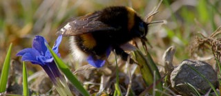 Lebensraum Schwäbische Alb · Tiere und Pflanzen