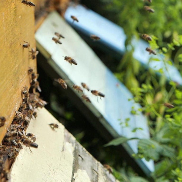 Bienen fliegen in einen Bienenstock. 