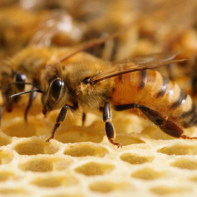 Bienen sitzen auf gelben Honigwaben. 
