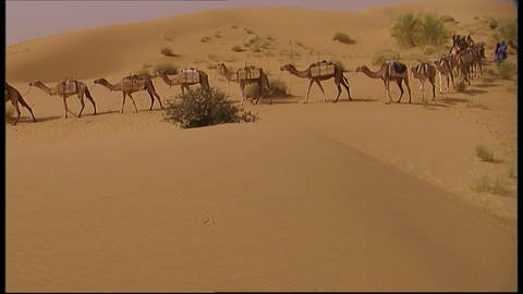 Karawane und Tuareg-Musik in der Sahara