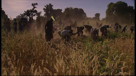 Erntezeit im Süden Malis