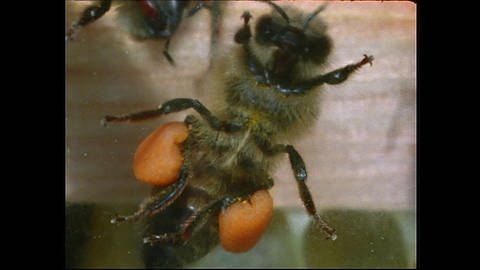 Von Magen zu Magen - Die Produktion von Honig