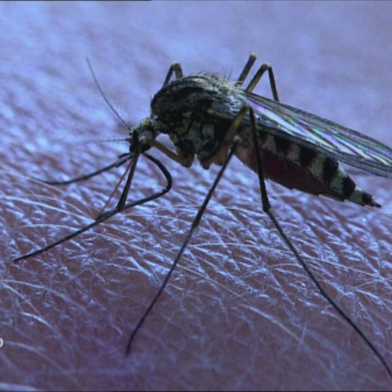 Gefährliche Mücken?:  Die Überträger von Zika, Dengue & Co. · Quarks bei Planet Schule
