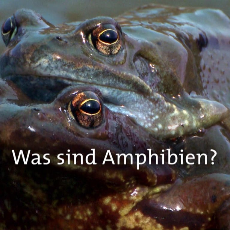 Was sind Amphibien? · Frage trifft Antwort (Foto: SWR)