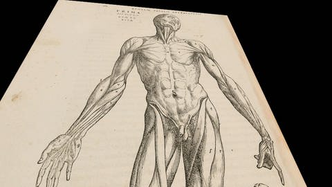 Eine Zeichnung des menschlichen Körpers